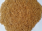 Flax seed