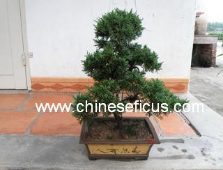 Bonsai Plants