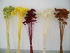 Dried Flowers