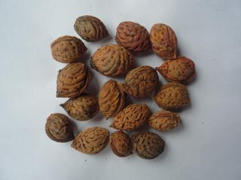 Fruit Seeds