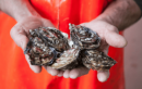 Wild Atlantic Oysters