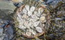 Wild Atlantic Oysters