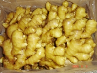 Dried Ginger