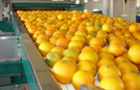Fruit and vegetable processing engineering