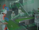 Green beans quick-frozen production line