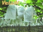 Nonwove Fabric For Grape Cover