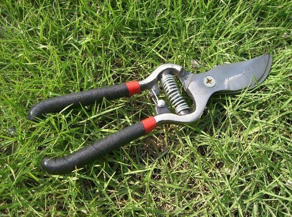 Pruning Shear