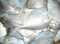 Frozen White Pomfret